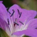 Macro fleurs chalet - 041